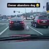 Owner abandones dog