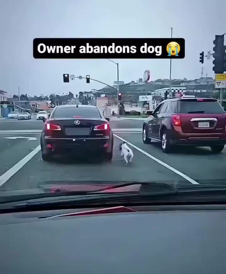 Owner abandones dog