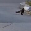 Seagull eats squirrel then flies away