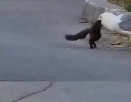 Seagull eats squirrel then flies away