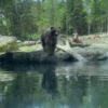 Brown bear eats ducklings in front of horrified children at the Woodland Park Zoo in Seattle