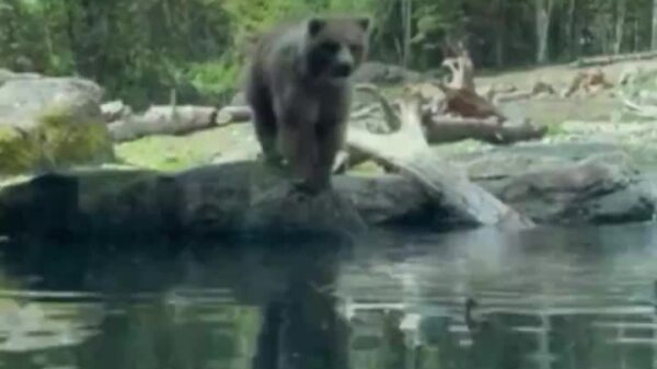 Brown bear eats ducklings in front of horrified children at the Woodland Park Zoo in Seattle