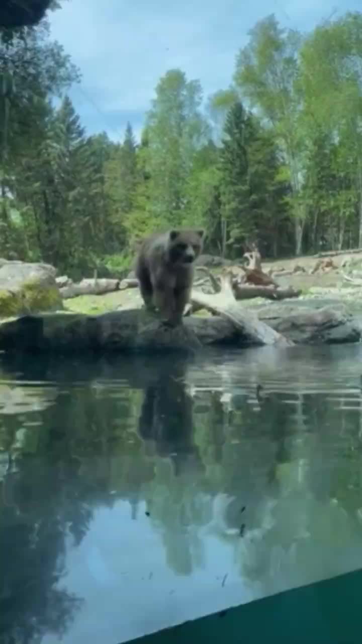 Brown bear eats ducklings in front of horrified children at the Woodland Park Zoo in Seattle