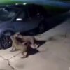 Pit bulls cause 00 in car damage trying to catch a cat