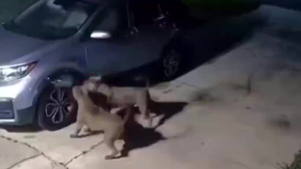 Pit bulls cause 00 in car damage trying to catch a cat