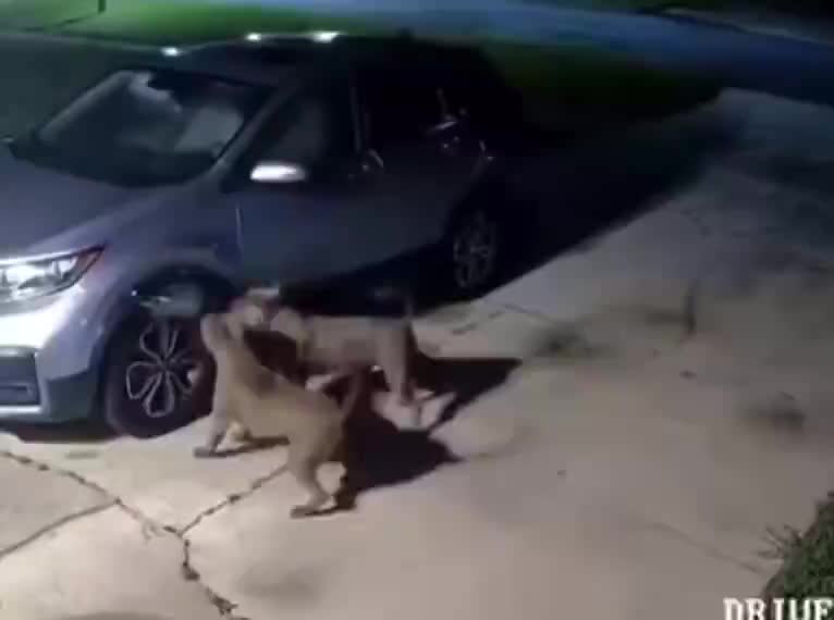 Pit bulls cause 00 in car damage trying to catch a cat