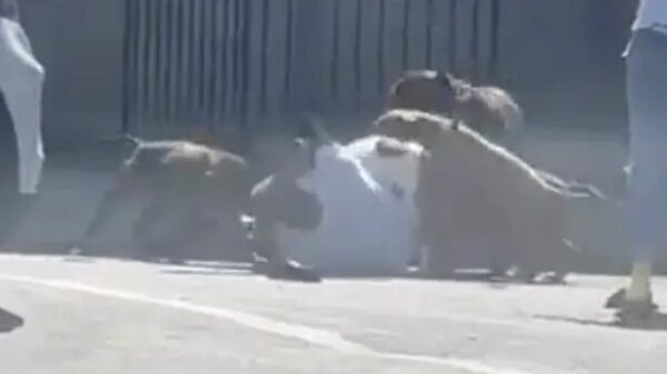 Pack Of Dogs Get Shot While Attacking Man In Philadelphia!