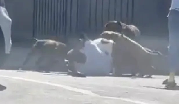 Pack Of Dogs Get Shot While Attacking Man In Philadelphia!