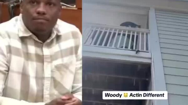 Lil Woody was really arguing with his cat after he tried to make her jump from the second floor