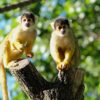 43 Monkeys Escape from Bio Research Lab in South Carolina. Lock Your Windows and Doors – Sandra Rose