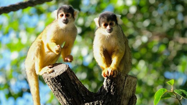 43 Monkeys Escape from Bio Research Lab in South Carolina. Lock Your Windows and Doors – Sandra Rose