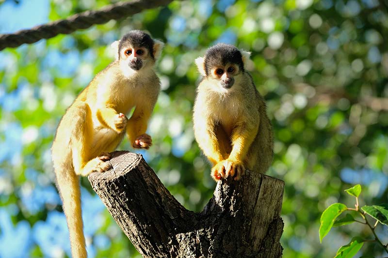 43 Monkeys Escape from Bio Research Lab in South Carolina. Lock Your Windows and Doors – Sandra Rose